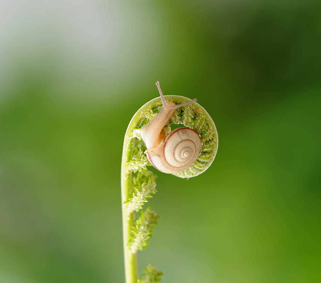 蜗牛