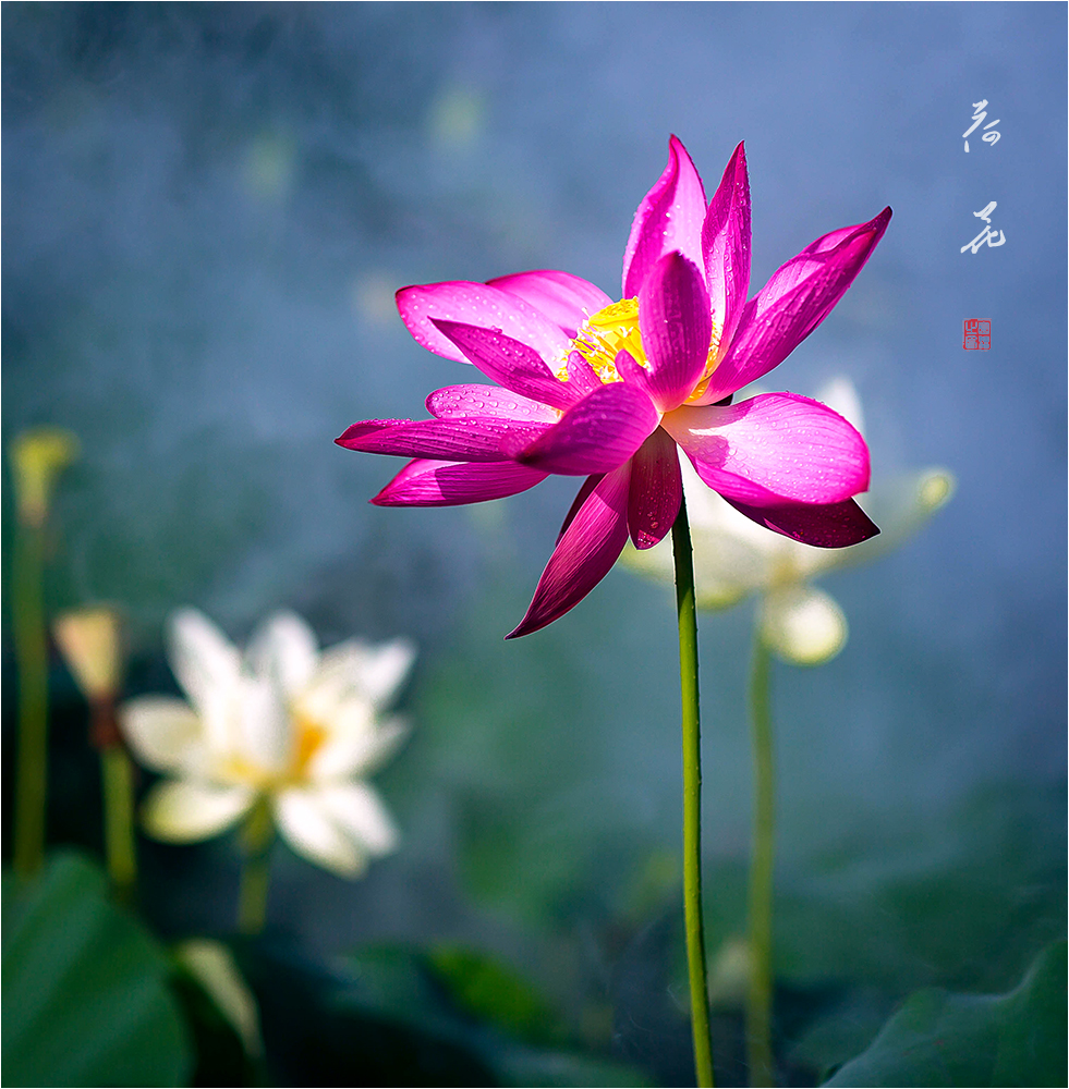 荷  花