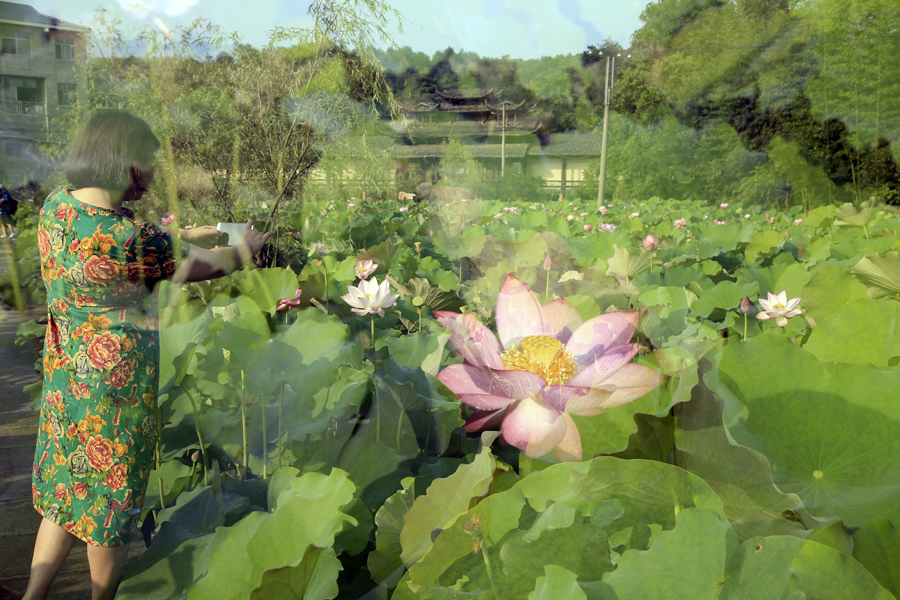 作业——荷花园