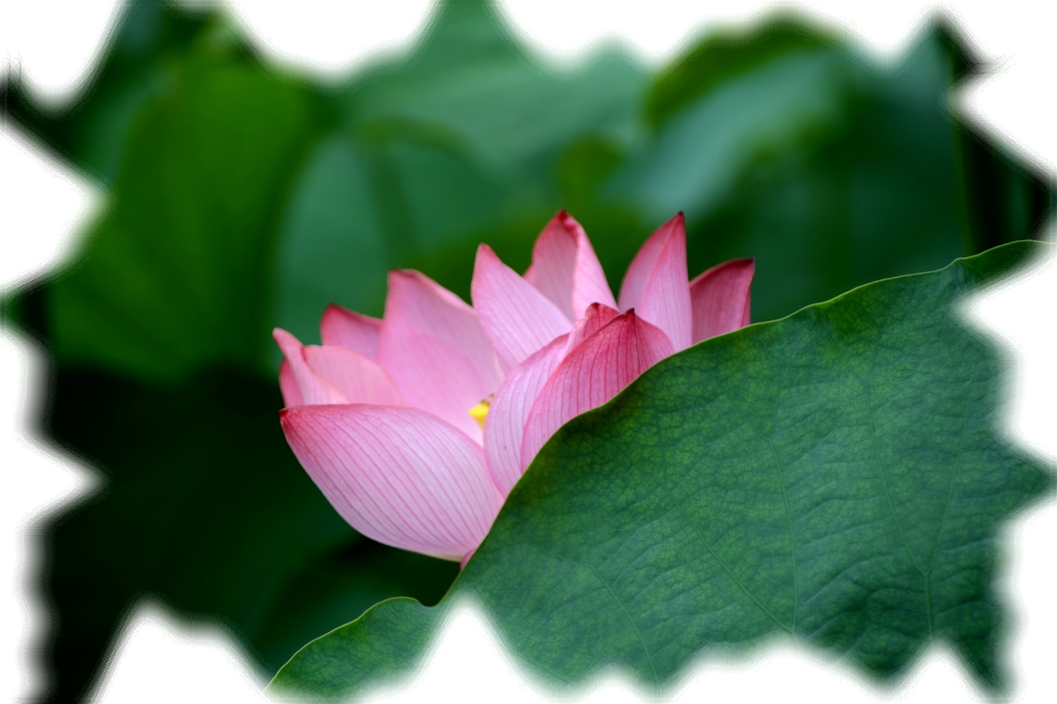 荷