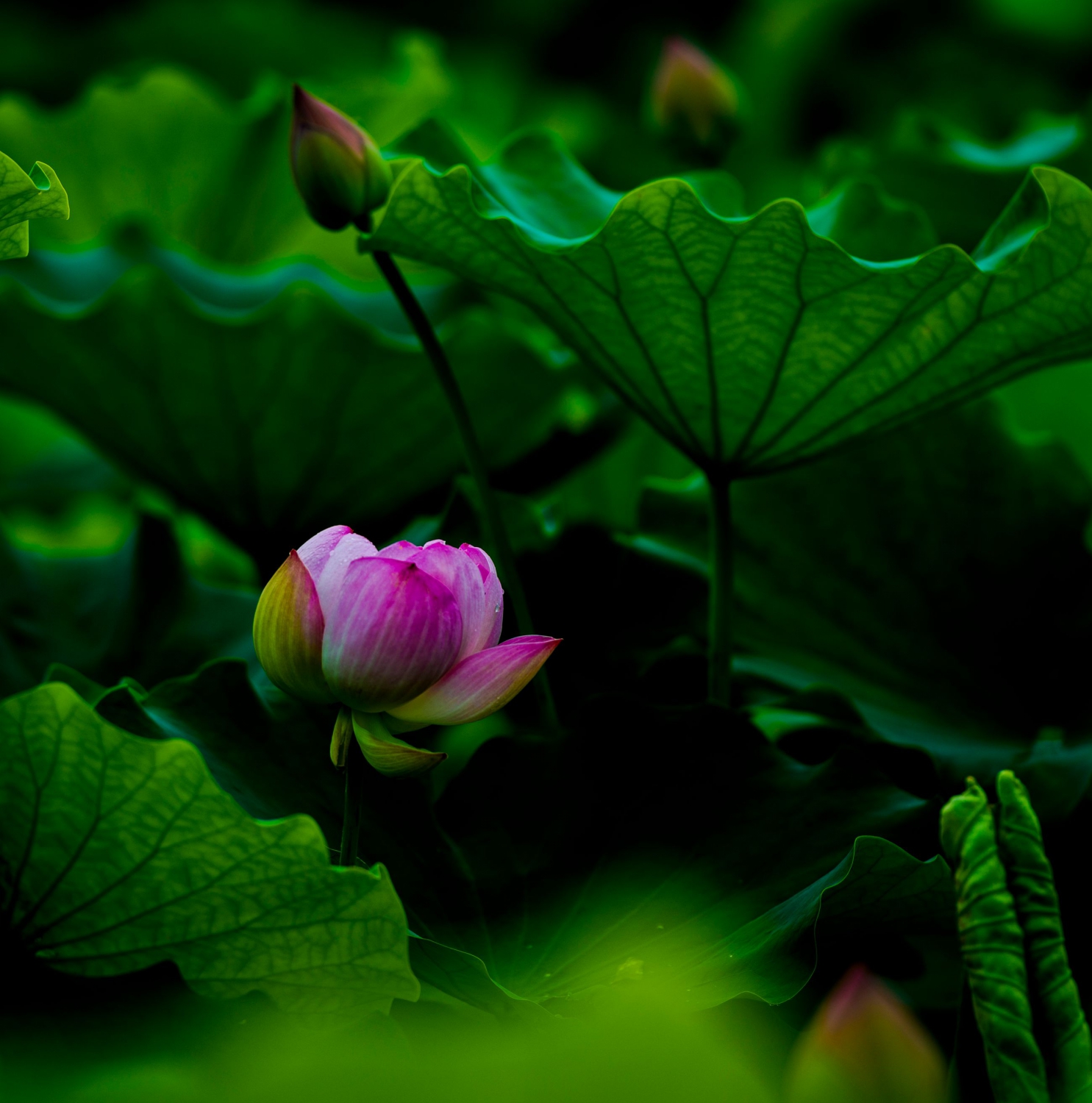 藏蕊
