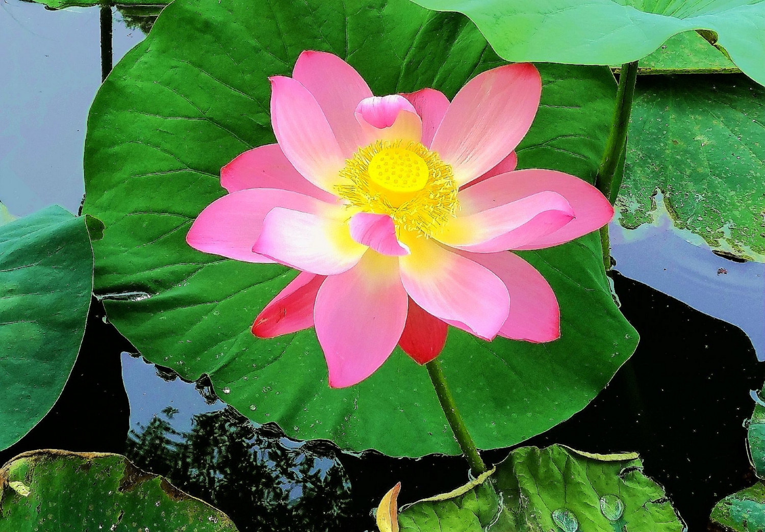 荷花