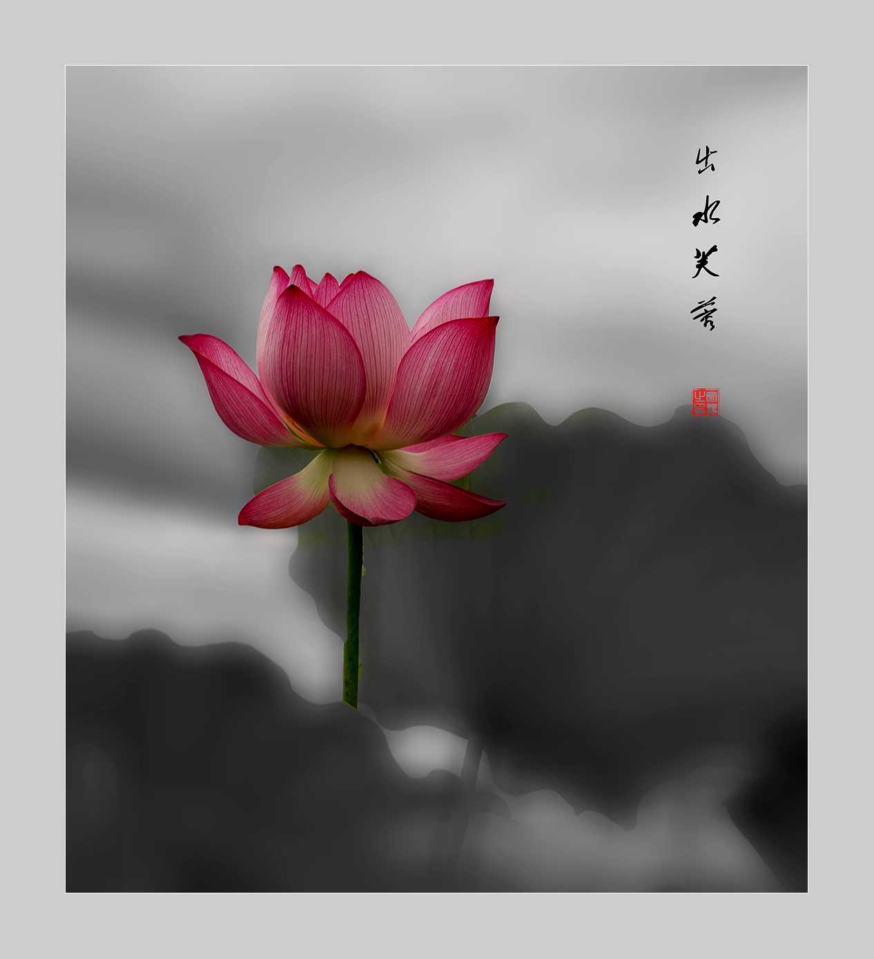出水芙蓉