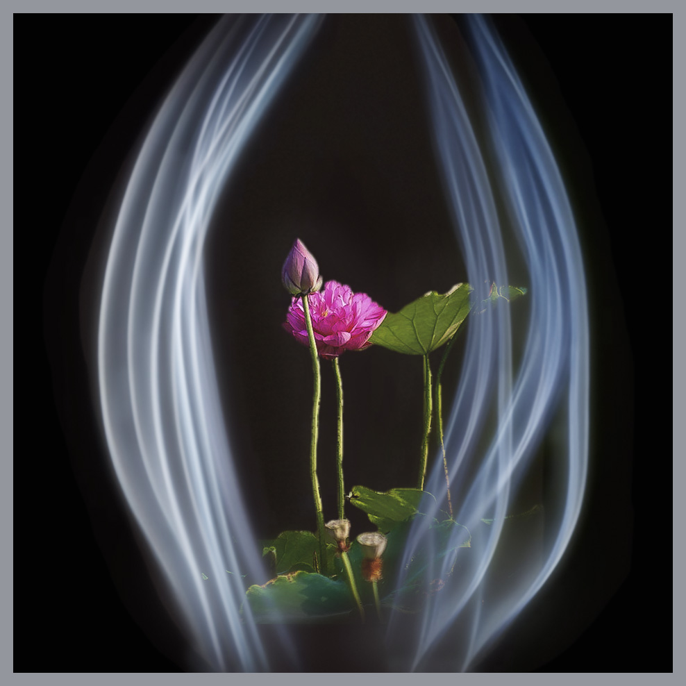 一茎莲花圣洁千年