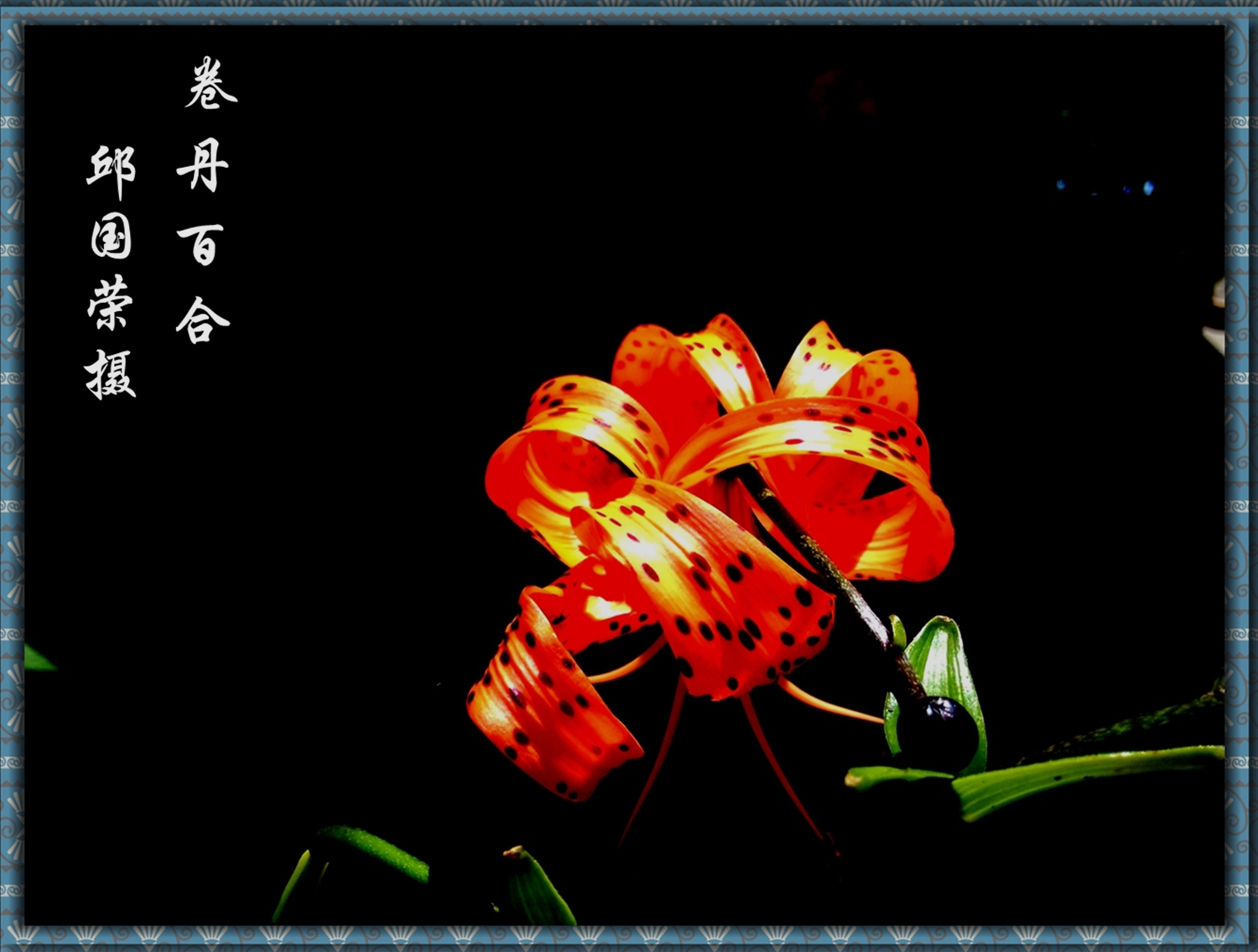 卷丹百合