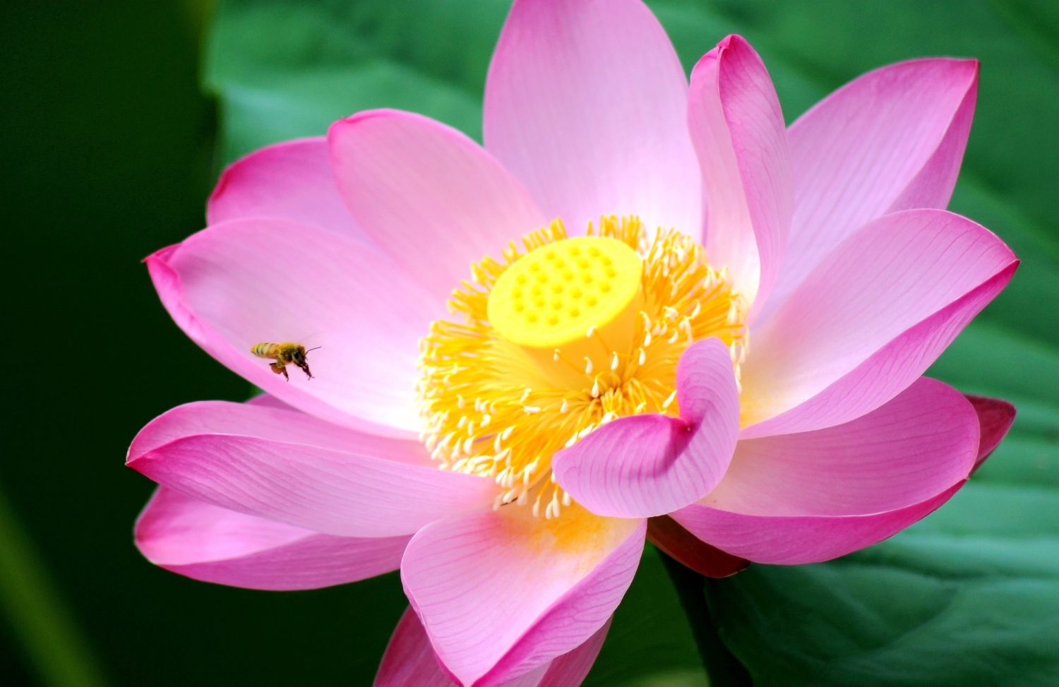 蜜蜂与荷花