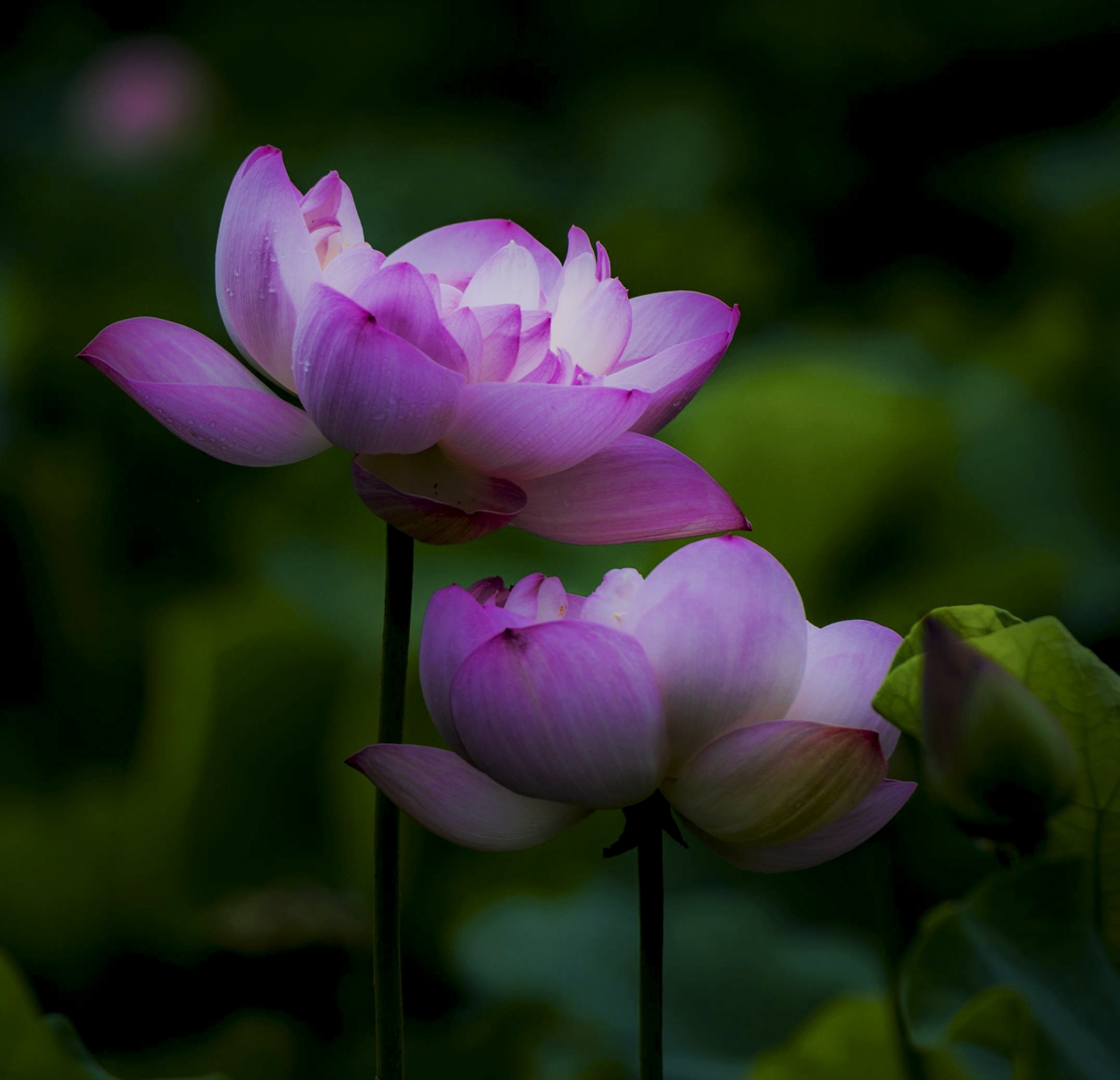 姐妹花