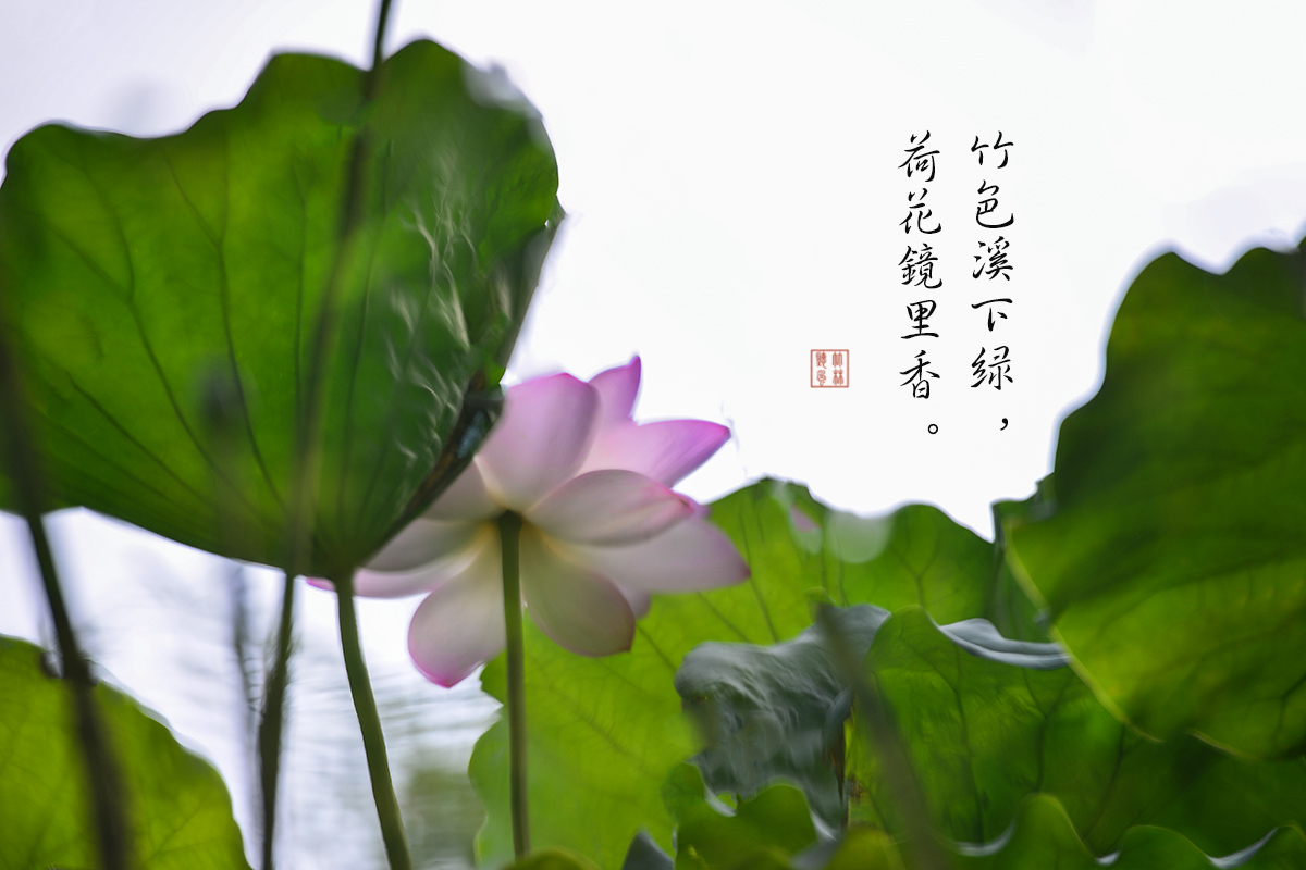 荷塘花韵