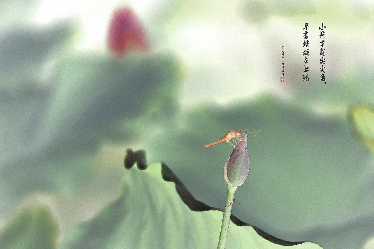 荷韵