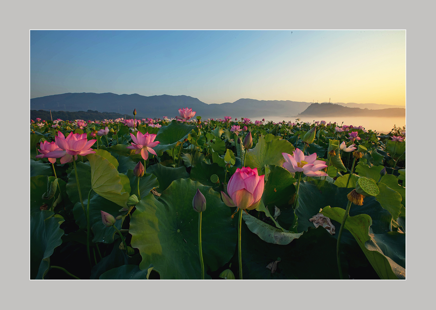 荷  花