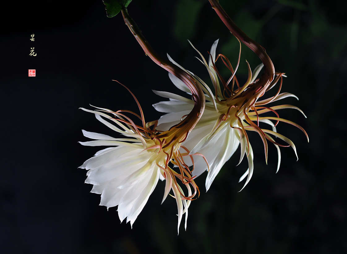昙花