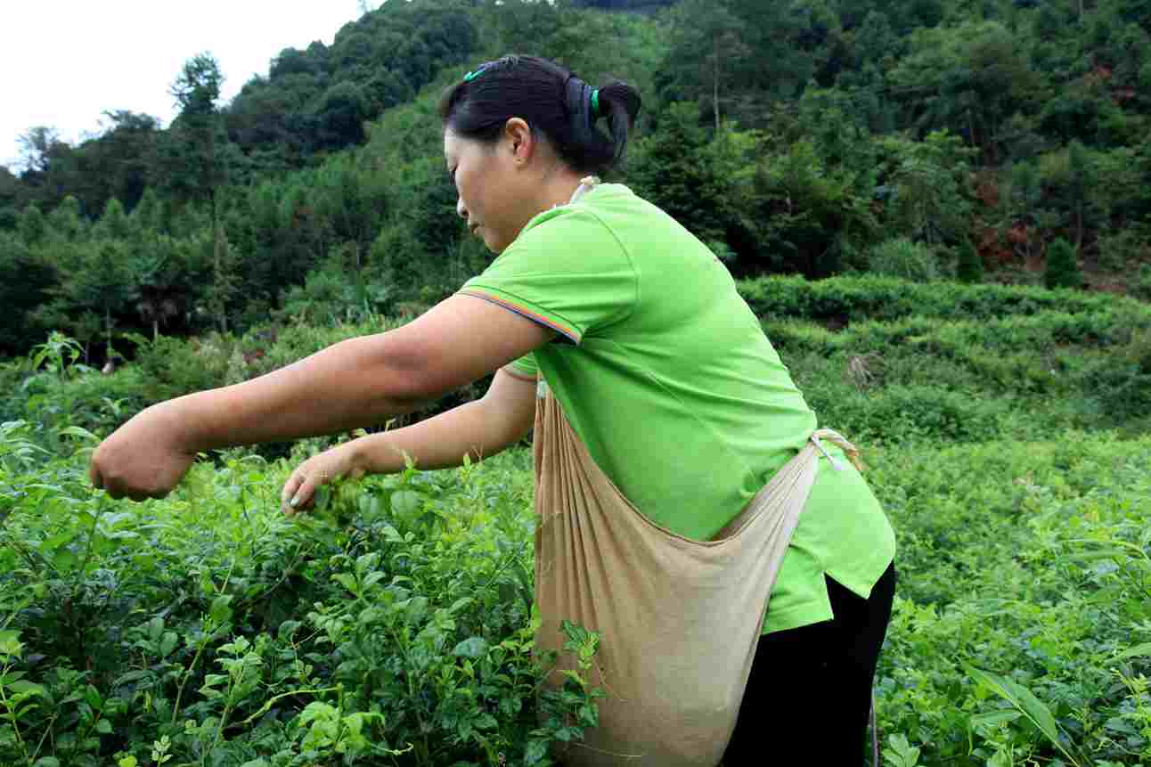 採莓茶的女人