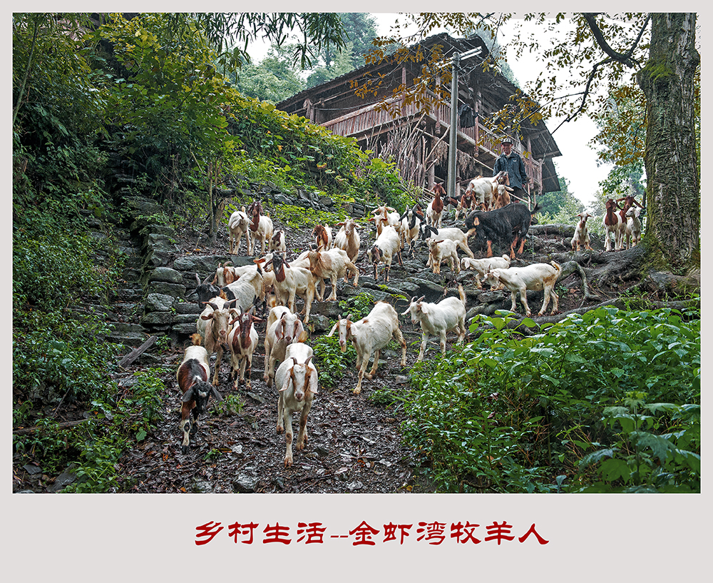金虾湾牧羊人