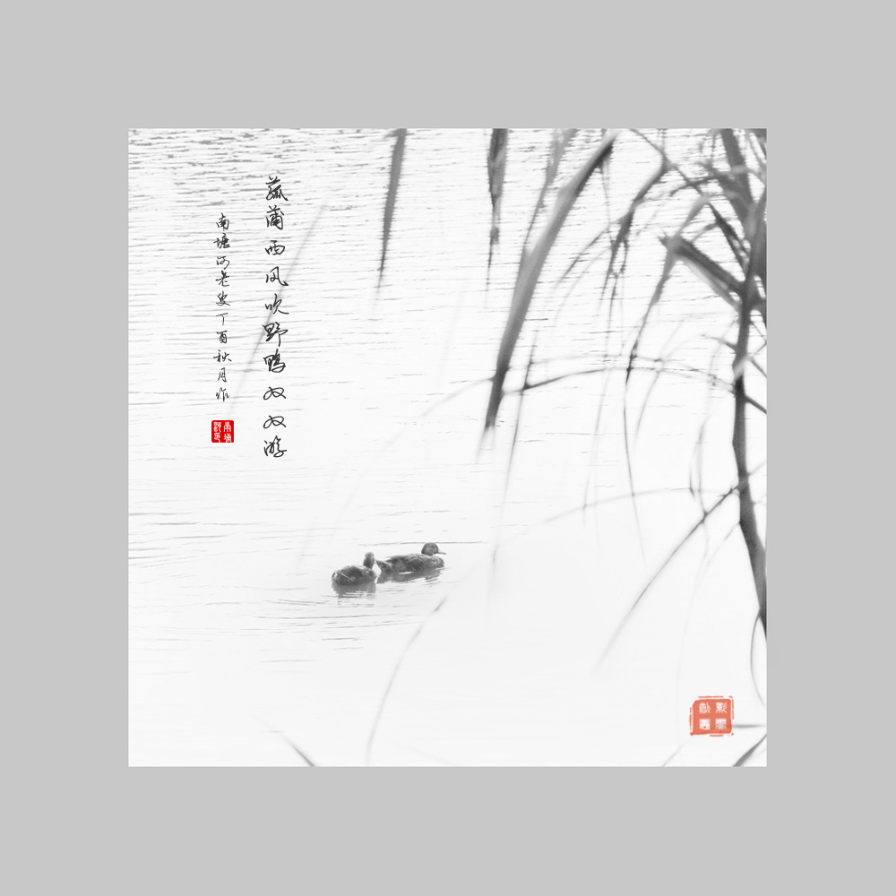 秋苇野鸭图