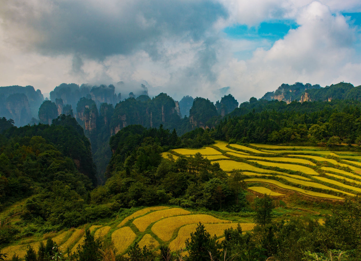 高山古稻