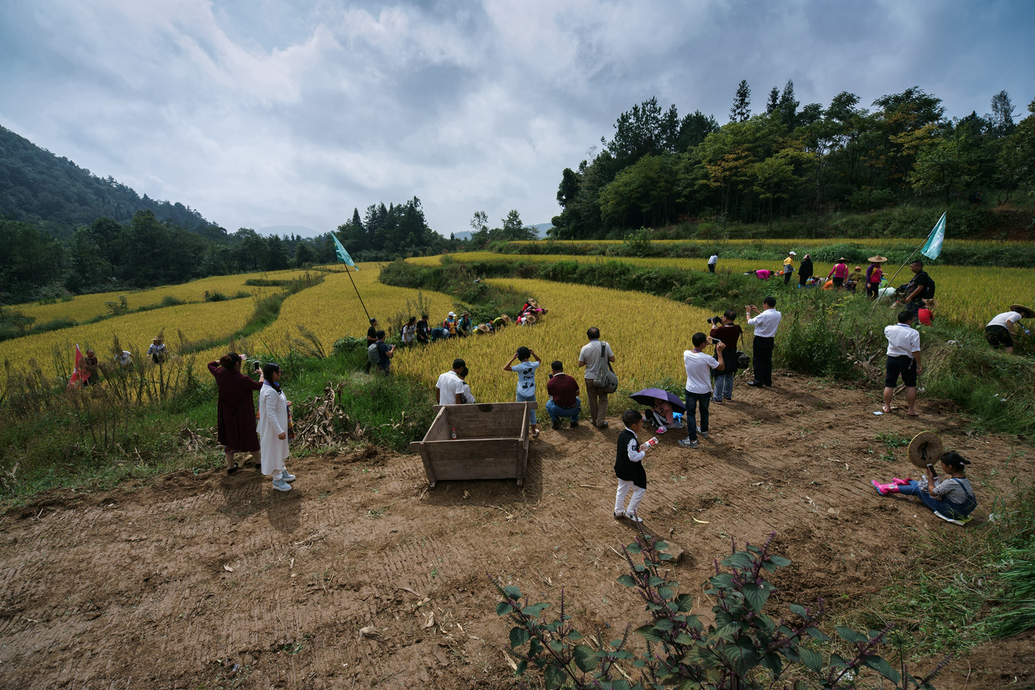 收割场面