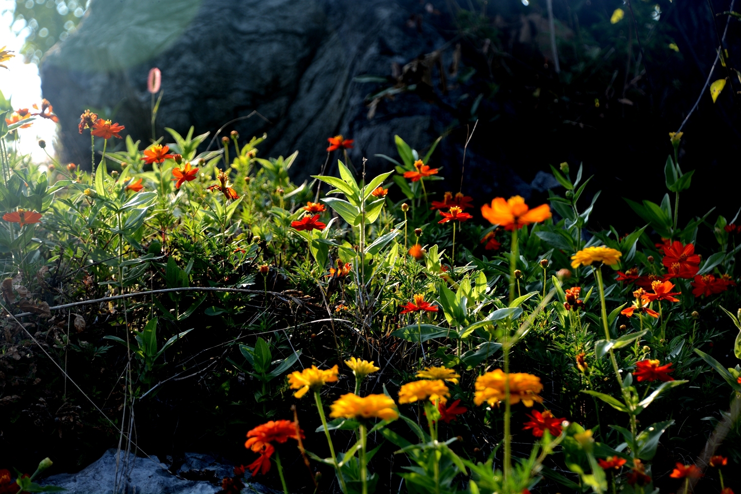 山花烂漫