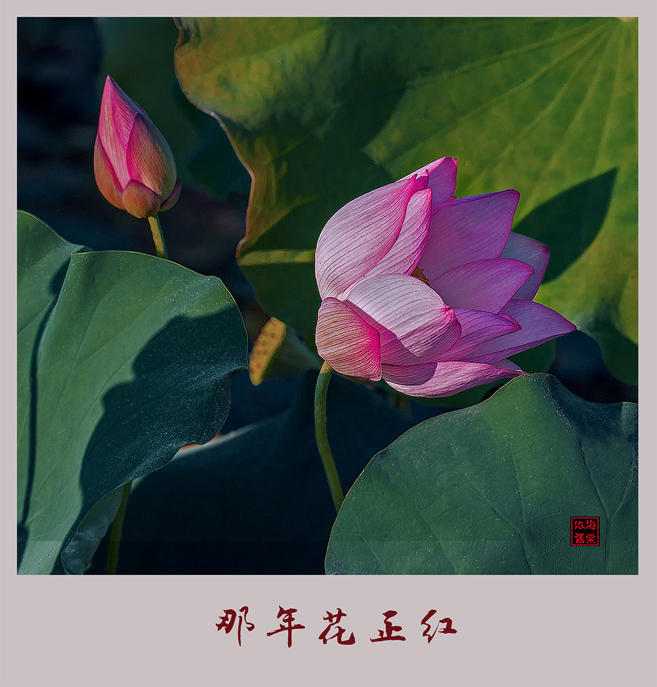 那年花正红