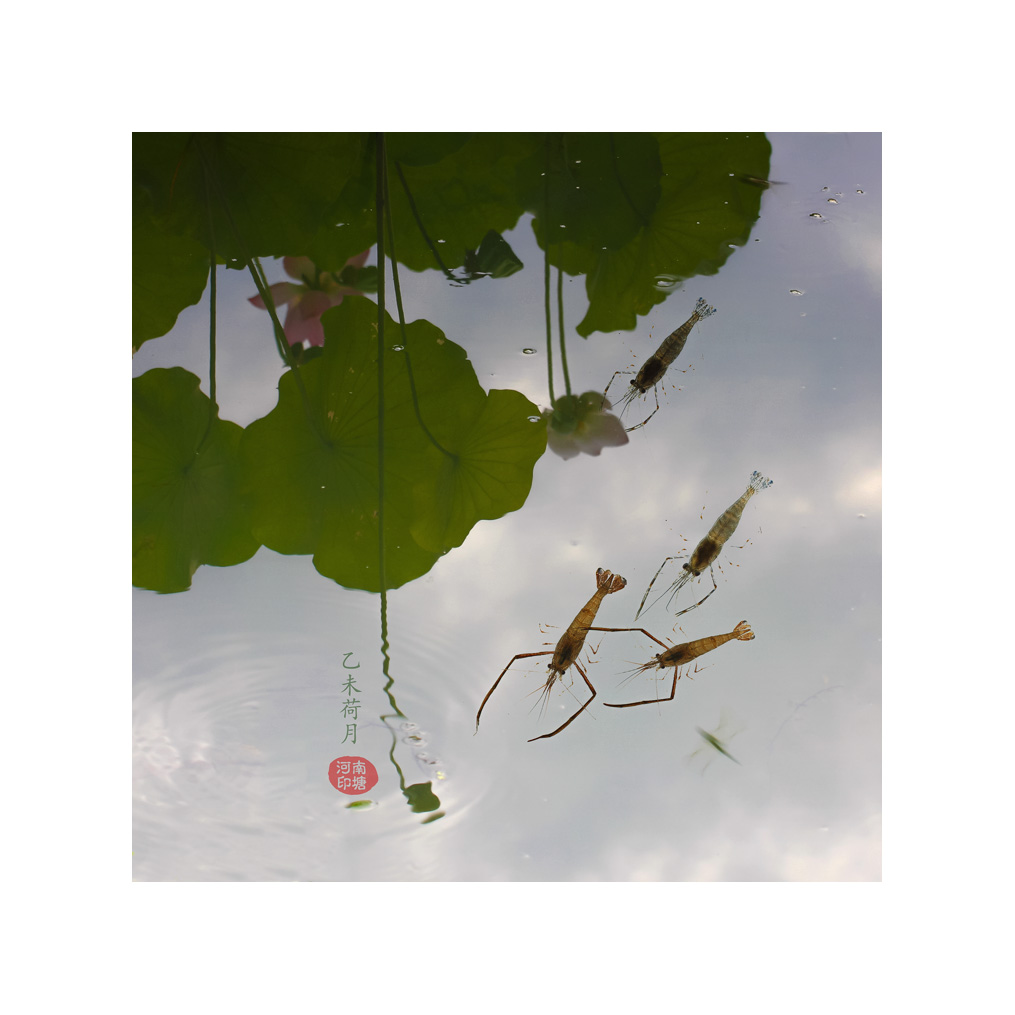 虾趣