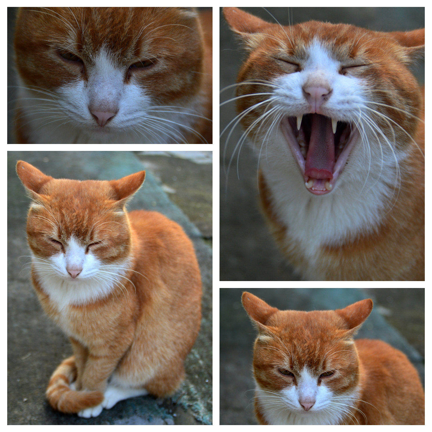 家猫