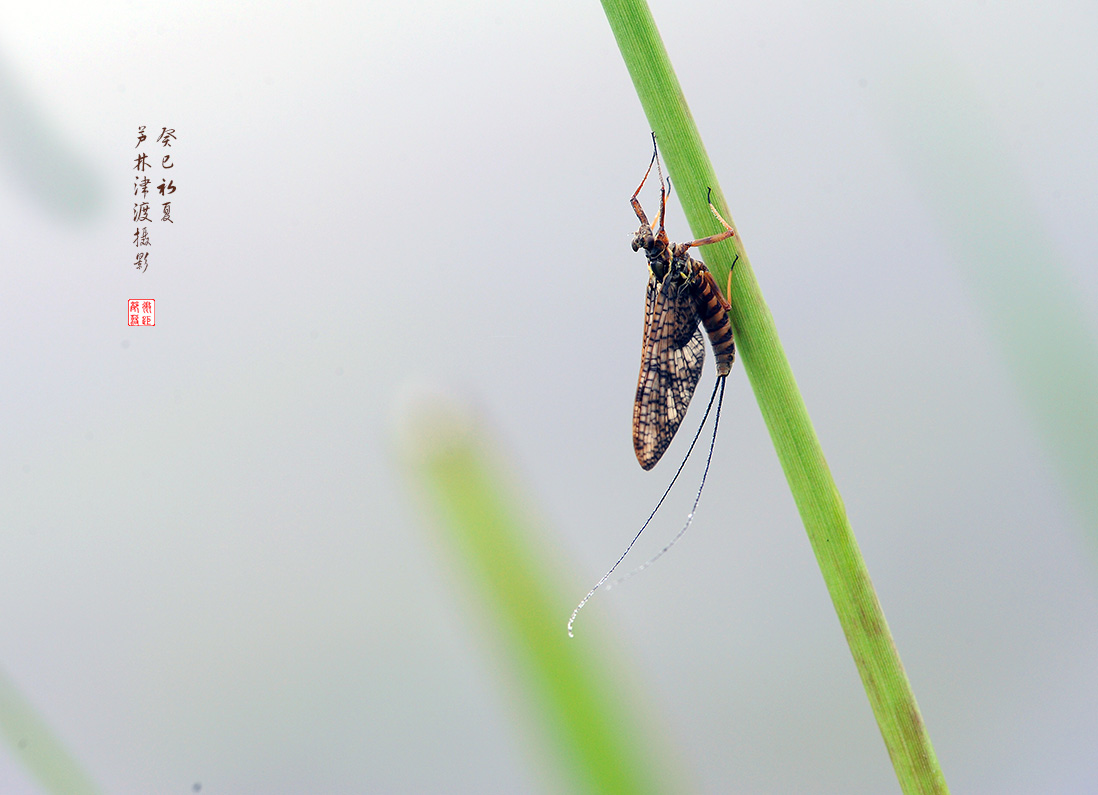 蜉蝣