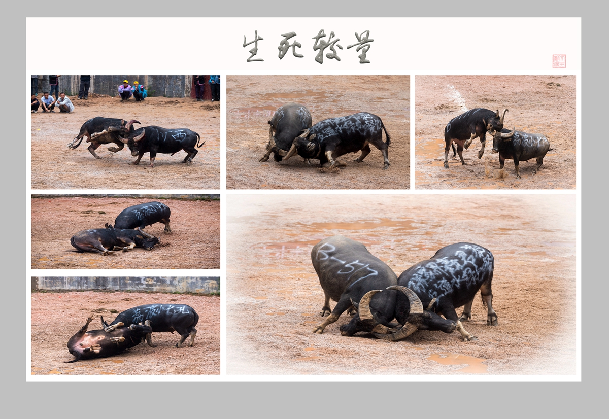生死较量