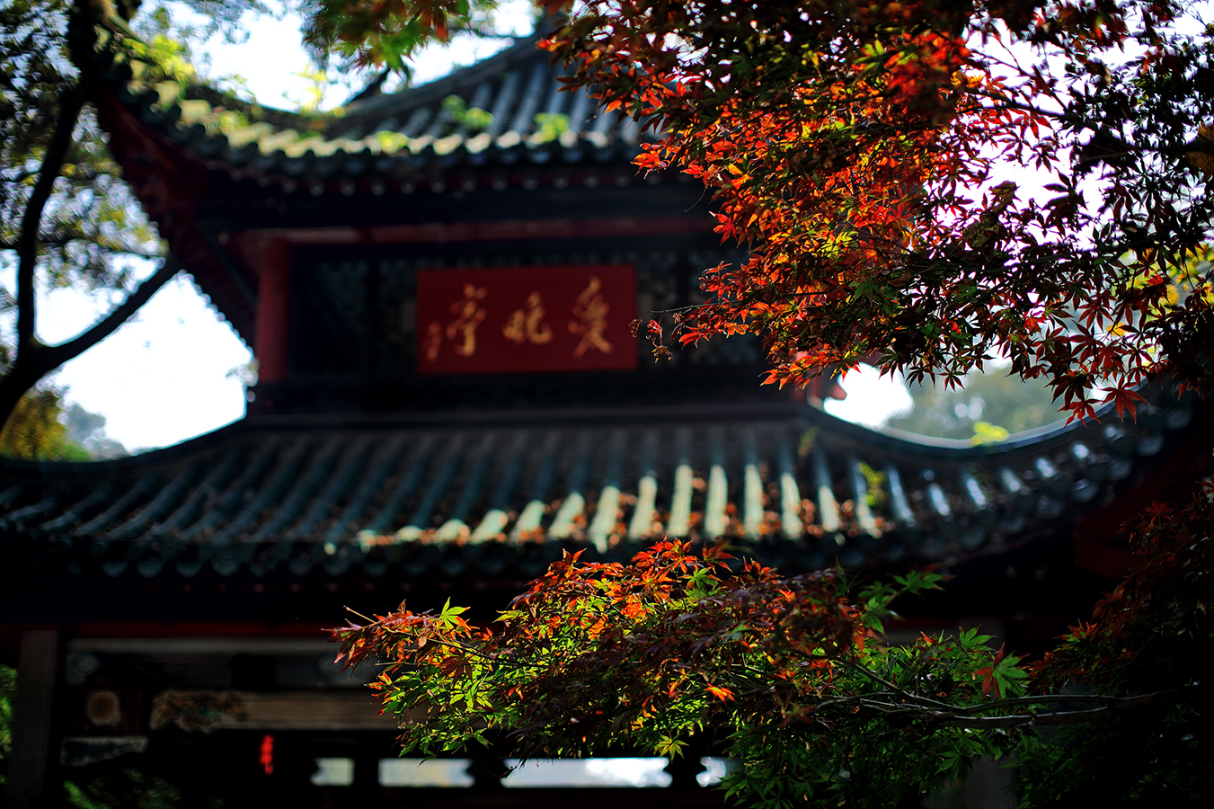 红叶情丝
