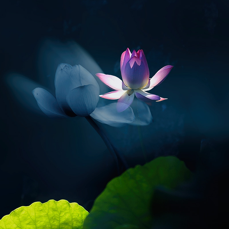 灼灼夏花