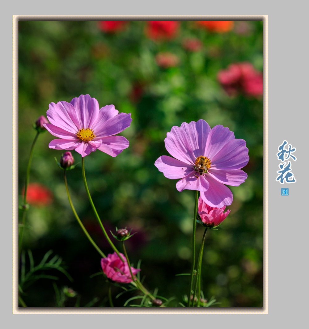 秋花