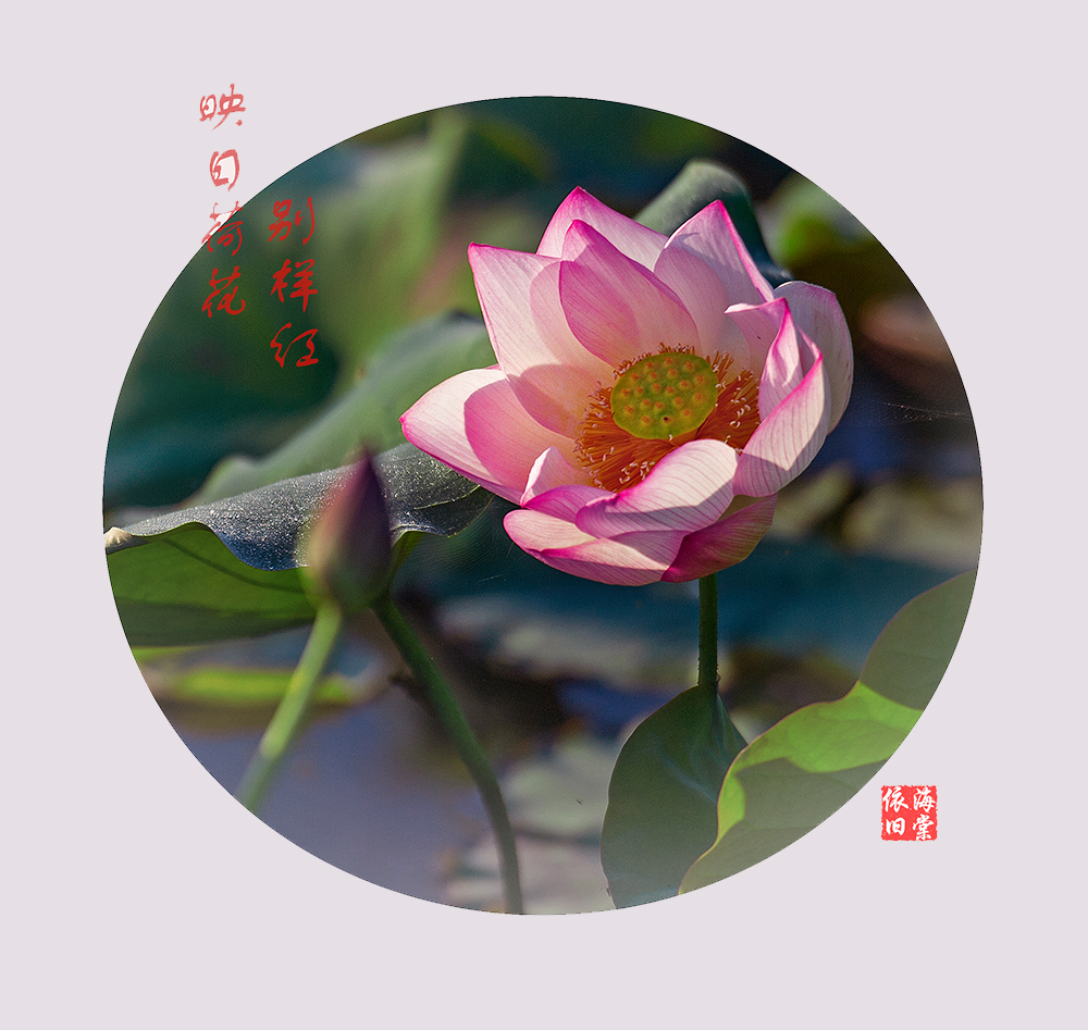 荷花