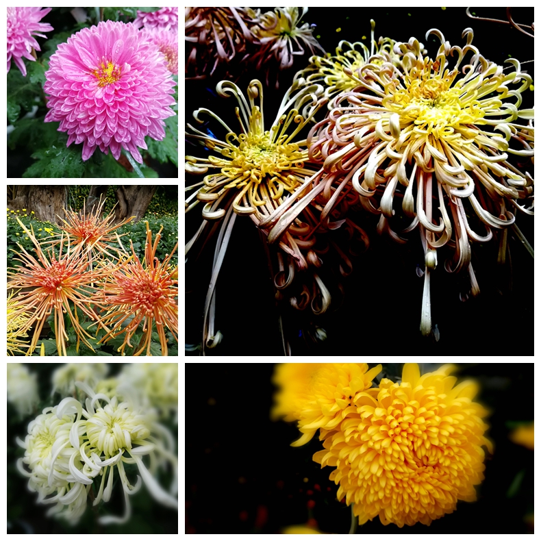 美丽秋菊