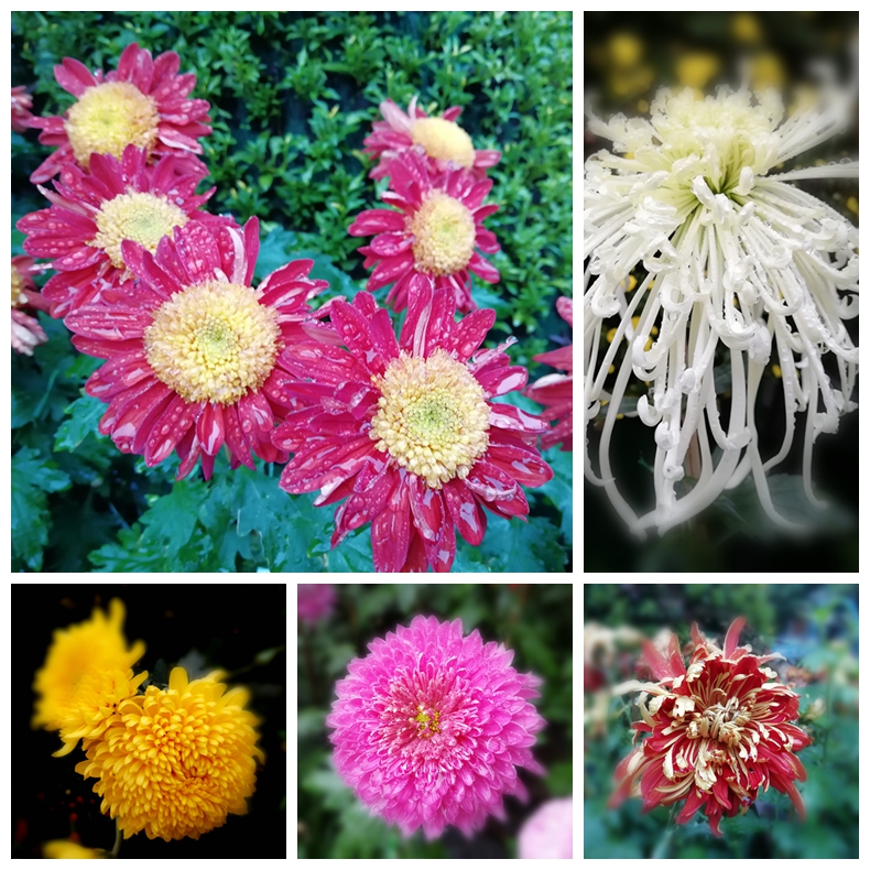 美丽秋菊