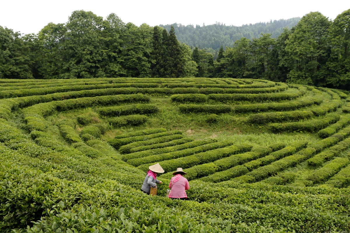 茶园景色