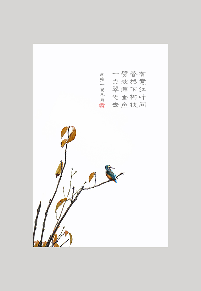 翠鸟