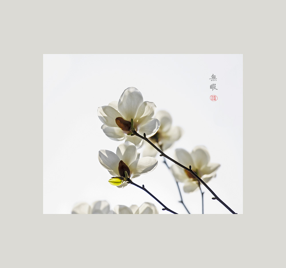 白玉兰