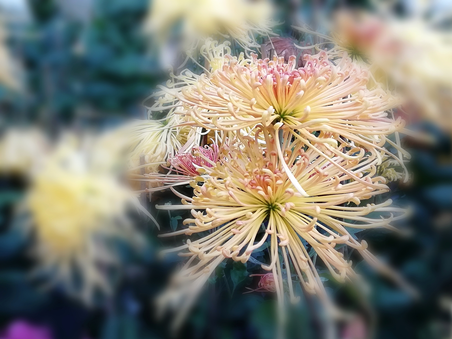 美丽秋菊