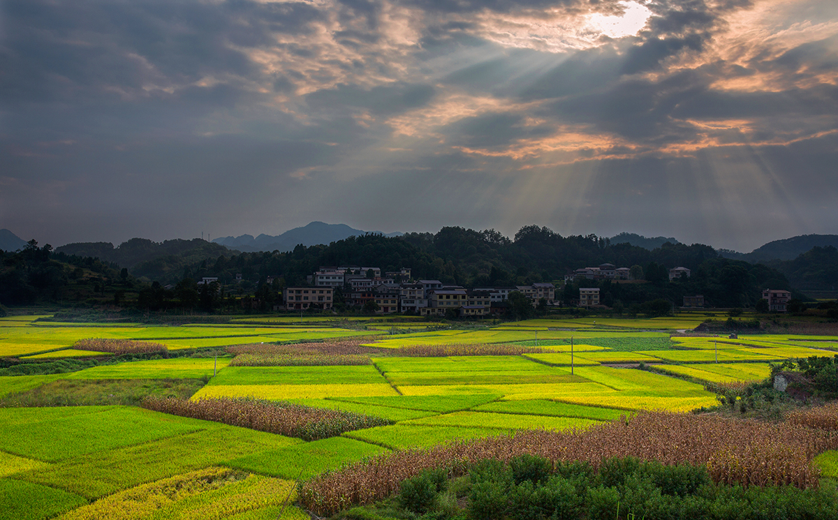 夕阳染田园