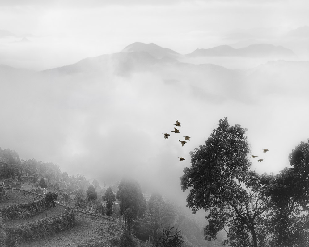 空山鸟语