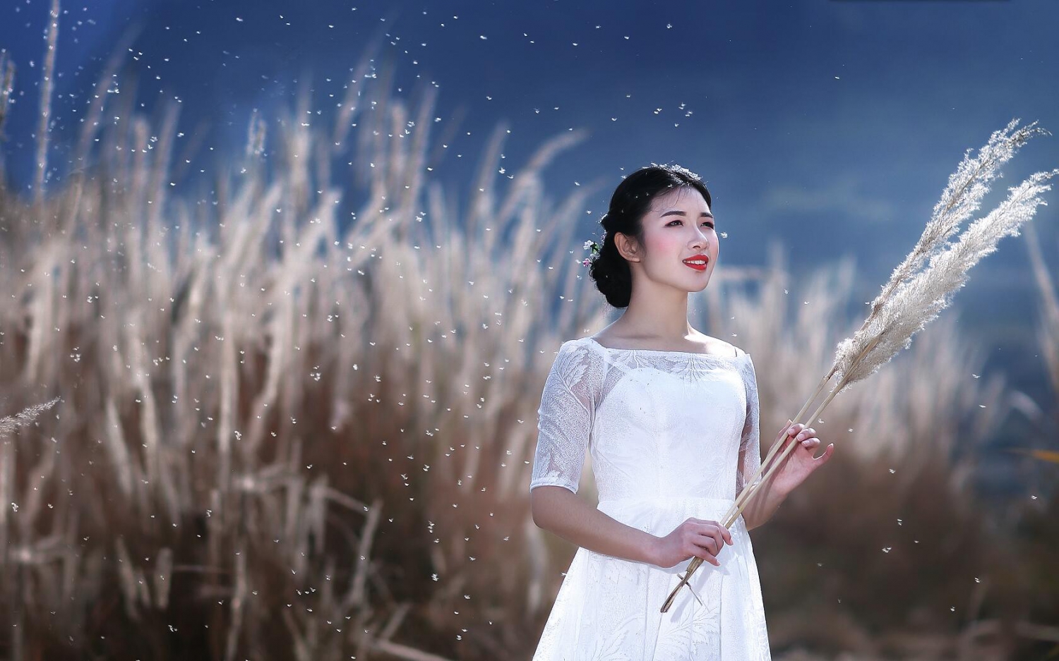 芦花如雪