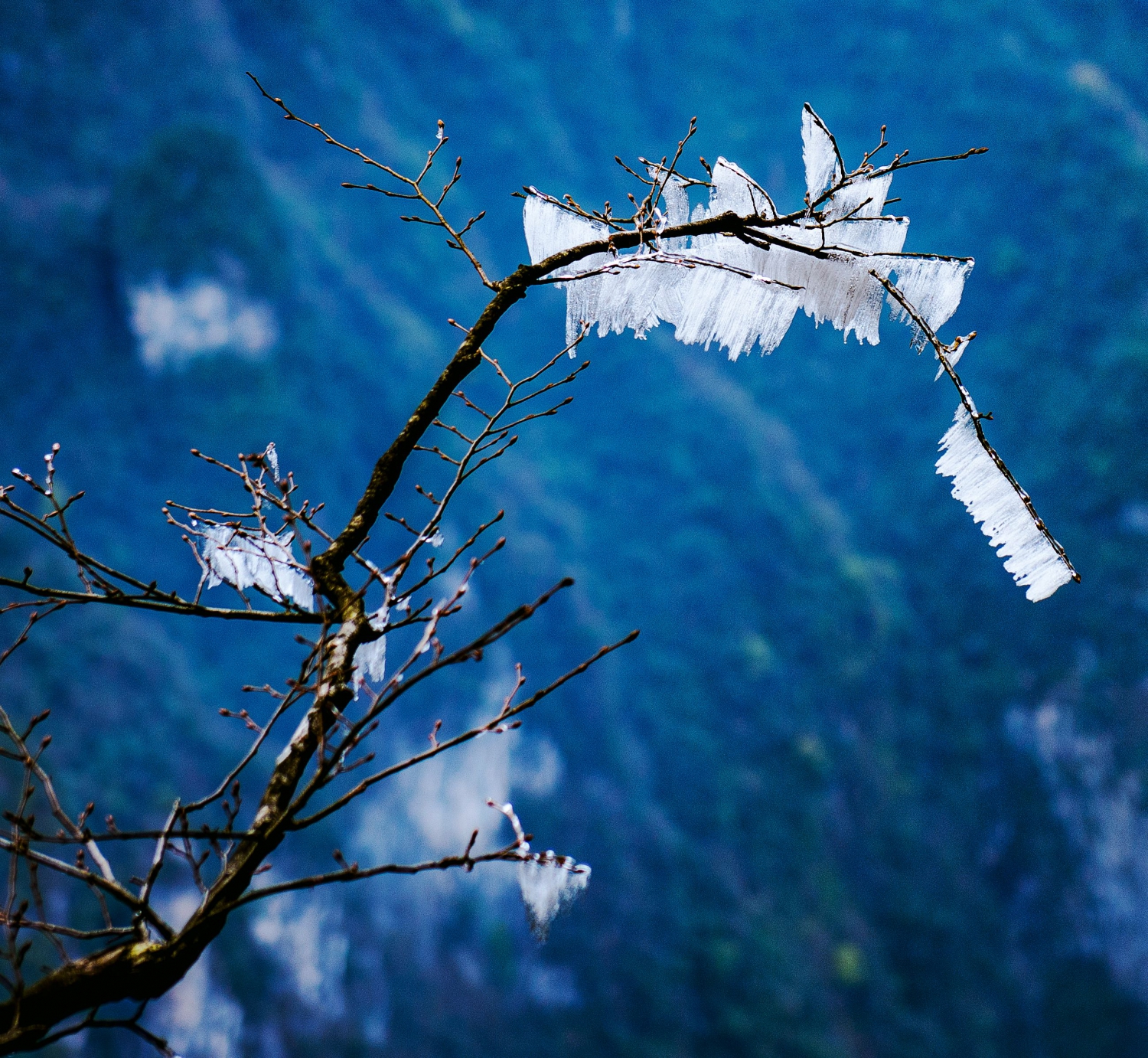 残雪