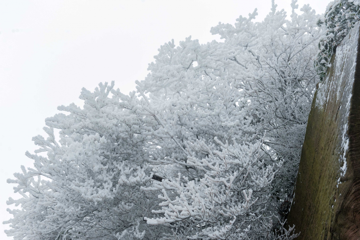 五雷山冰花