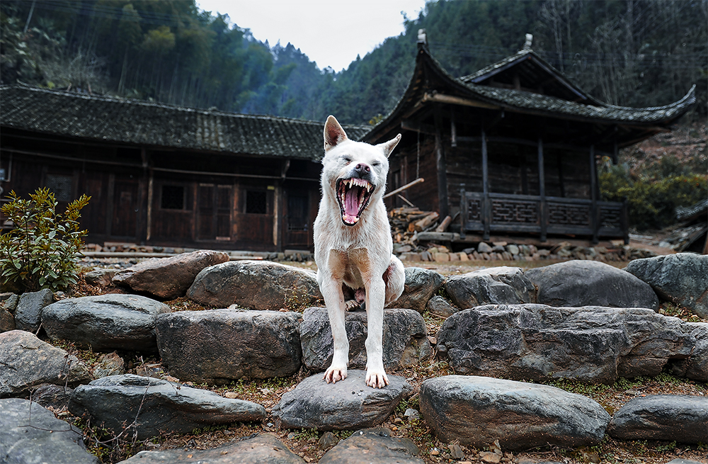 老宅和狗