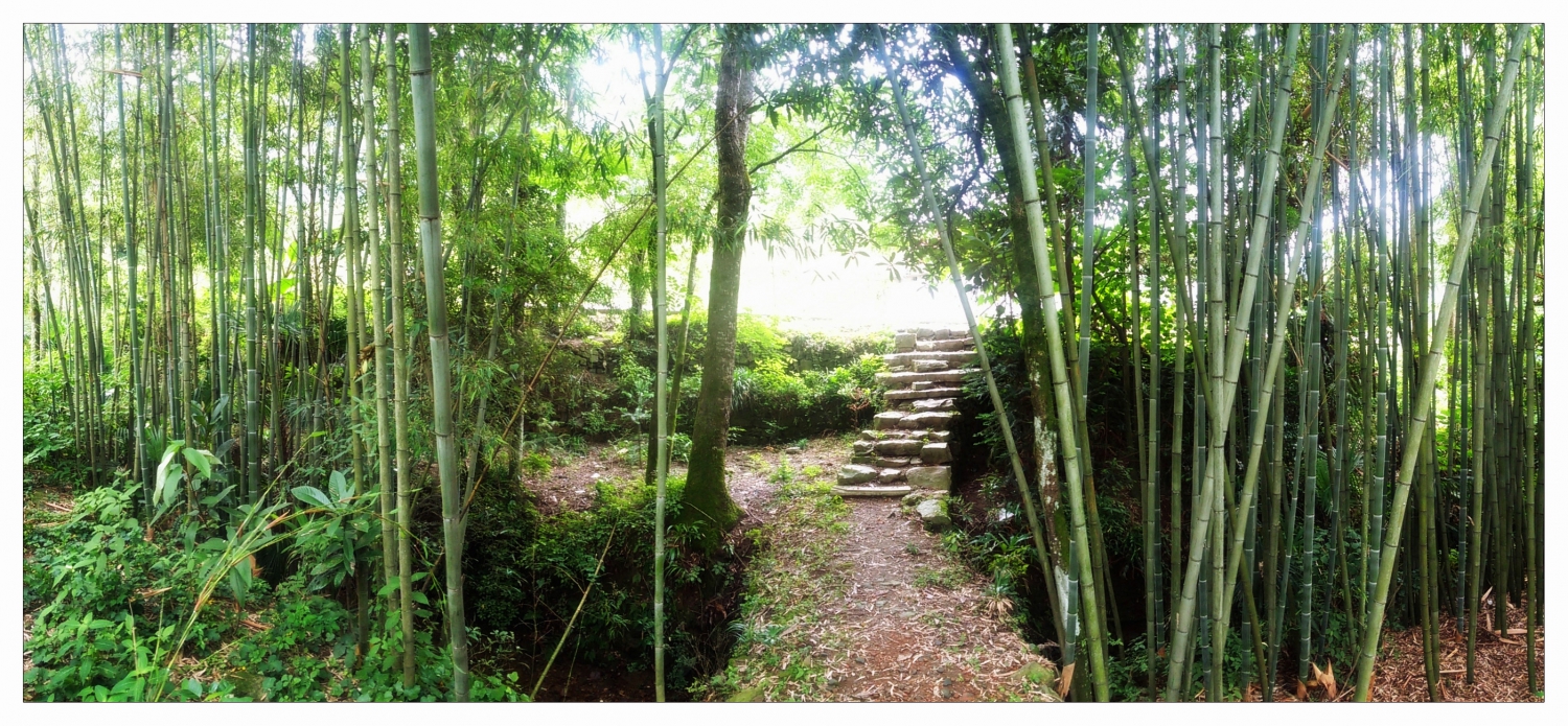 竹林小道