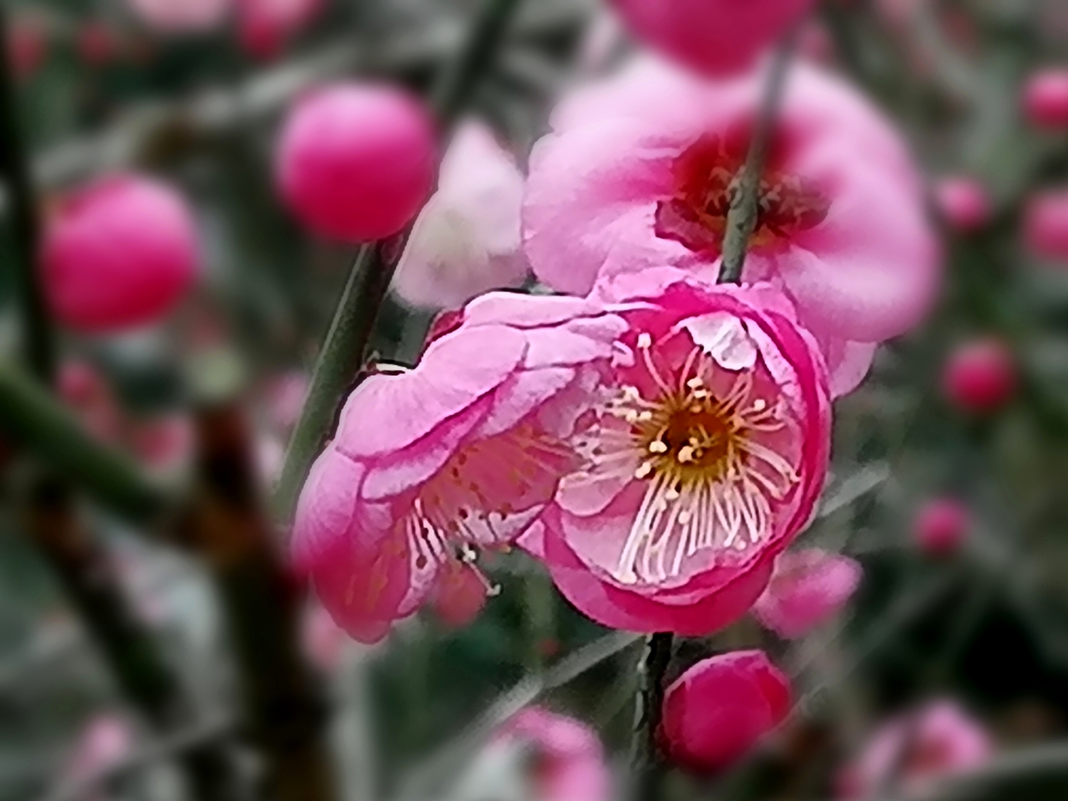 寒梅