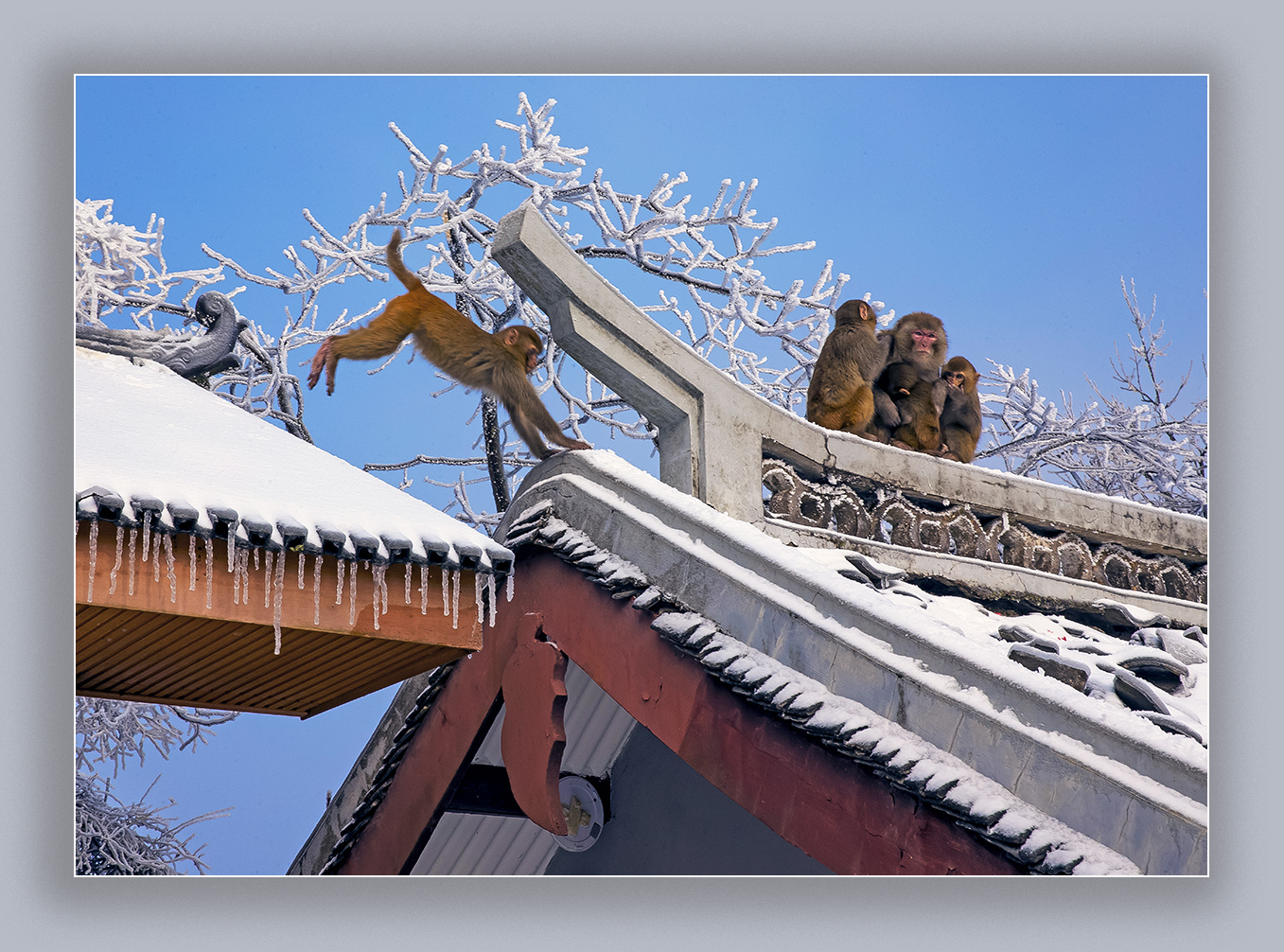 雪中猴趣