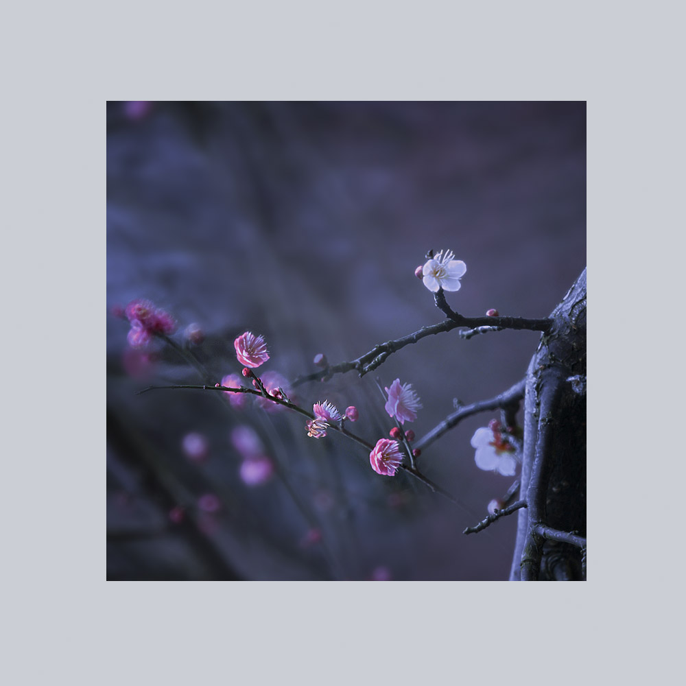 疏影