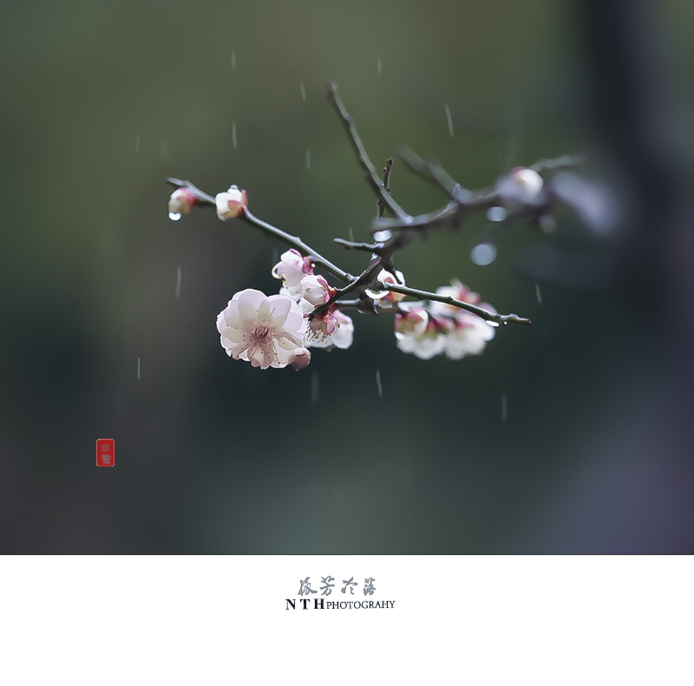孤芳冷落