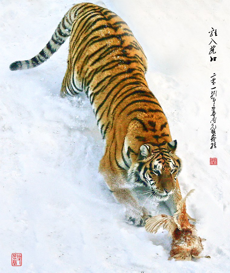 鸡入虎口