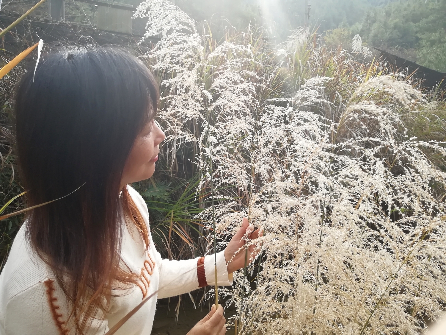 芦花之恋