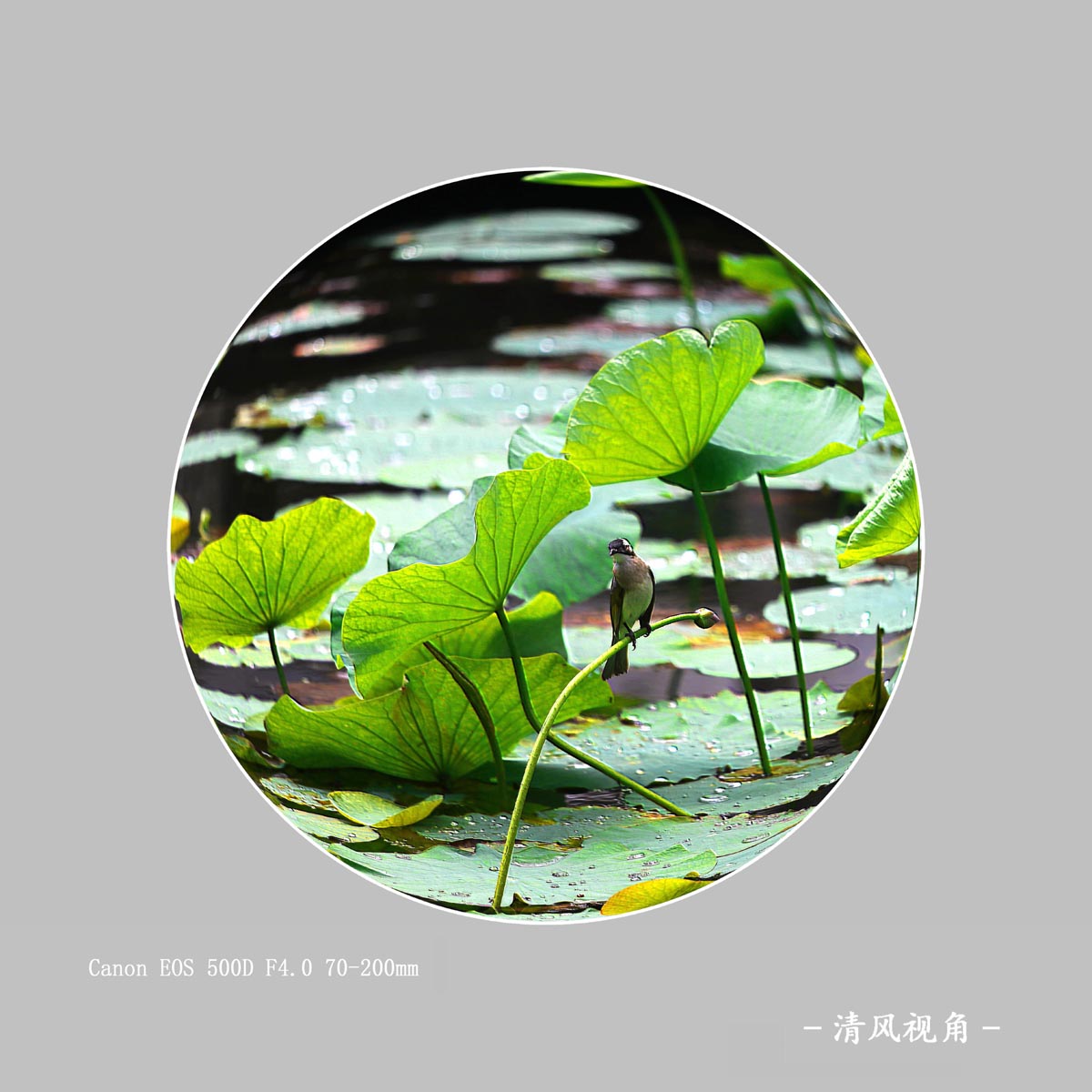 荷塘_4038